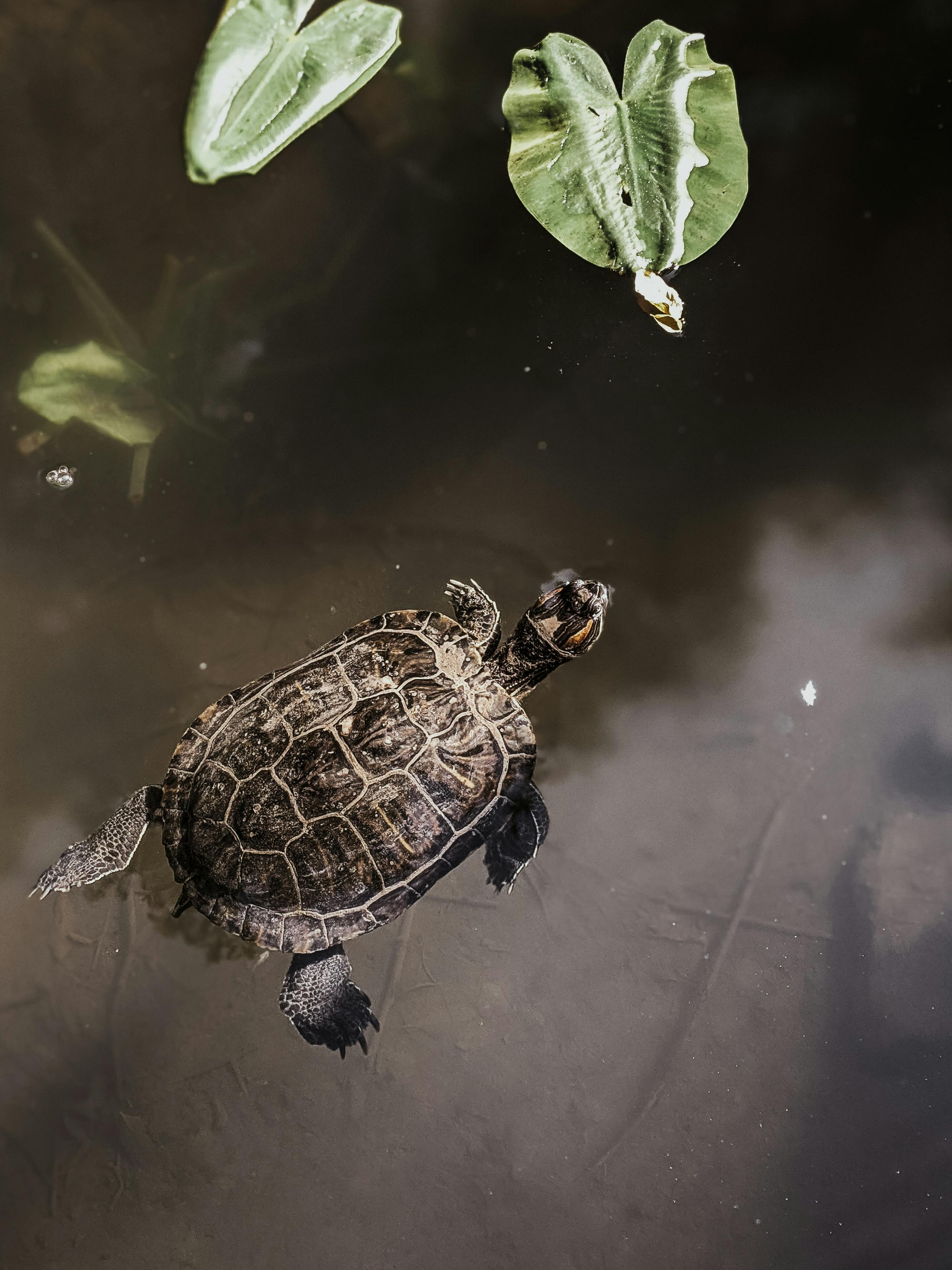 For visibility and asthetics, a photo of a brown turtle ina  brown pond with green lilypads