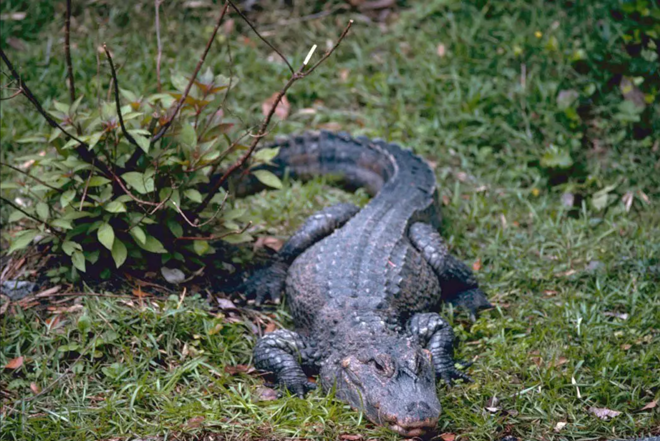 Chinese Alligator